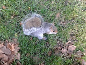 Egern i Hyde Park. Der er mange af dem og de er ikke sky. Har du lidt nødder kan de være direkte nærgående.